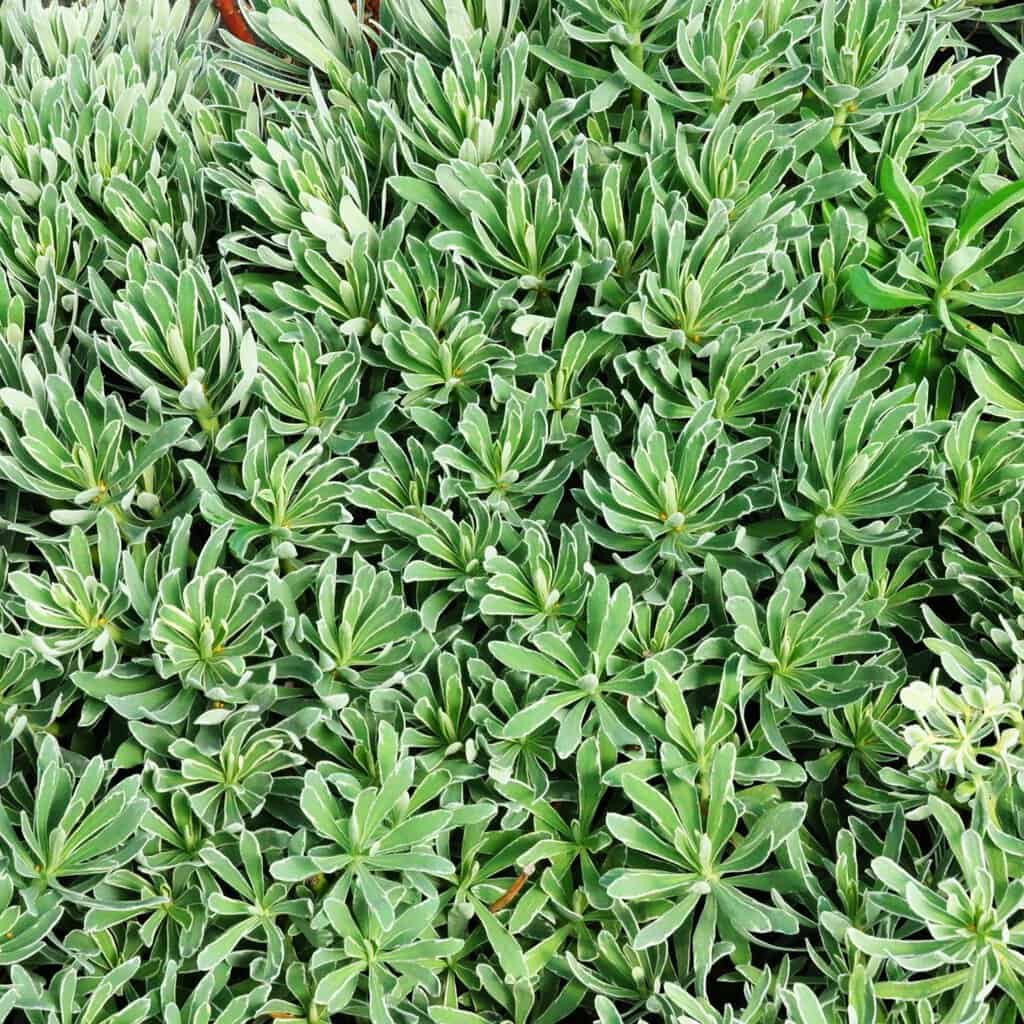 Euphorbia characias 'Glacier Blue' ---